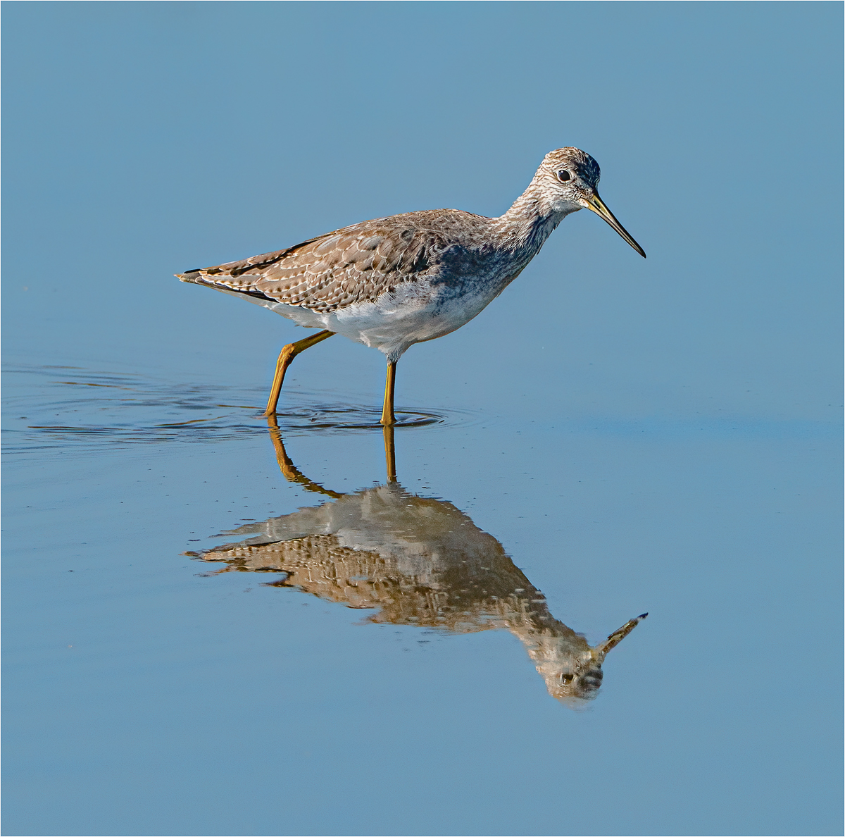 Michels Elizabeth Greater Yellow Legs in Still Water Nature   Ornithological   Class A 20260225